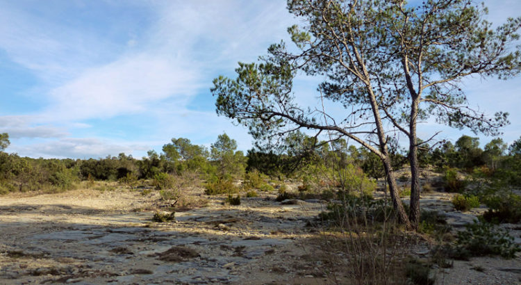 Garrigue